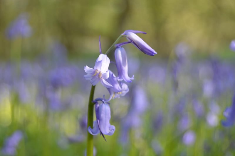 This pretty picture of a bluebell was taken by Debbie Neilson, who said: "It's magical discovering nature's treasures on your doorstep."
