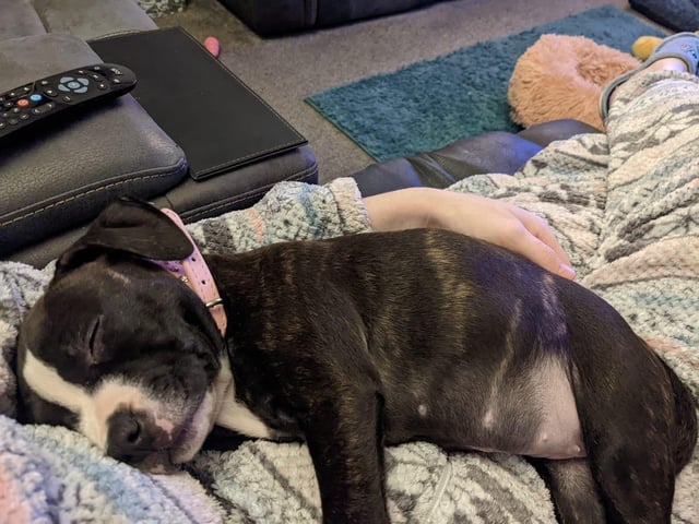 People across the Portsmouth area celebrated New Year's Eve their own way. Charmain Conway says her sleeping dog summed up her NYE