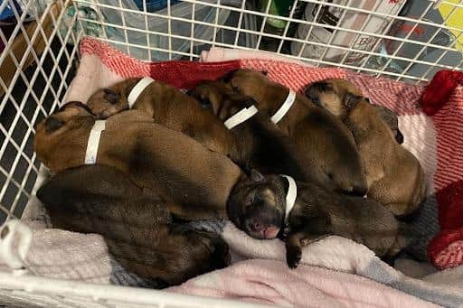 Tippy's litter shorty after they were found by passers by in Huddersfield.