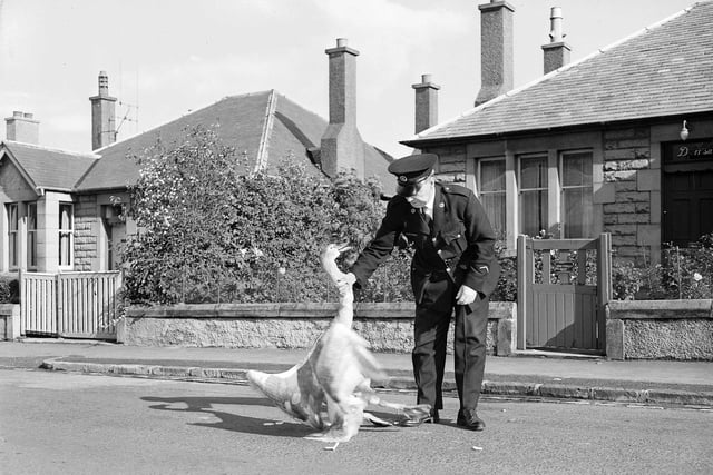 Swan on Greenbank Road, 1960. Inspector WR Pryde SSPCA moves the swan.