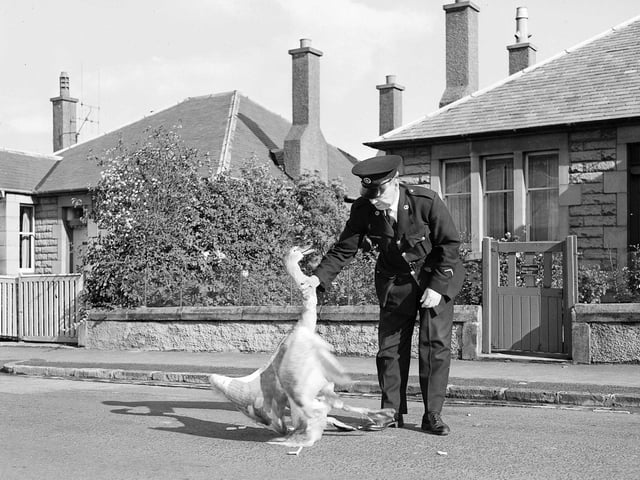 Swan on Greenbank Road, 1960. Inspector WR Pryde SSPCA moves the swan.
