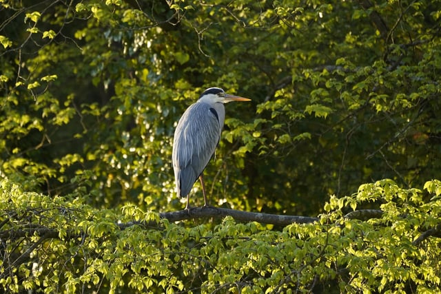 Hilsea lines grey heron.