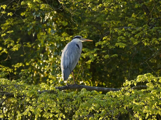 Hilsea lines grey heron.