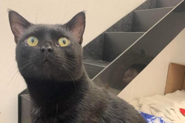 The black Domestic Shorthair crossbreed is approximately two years old. At first nervous and scared, now feeling more at ease with his surroundings, Timothy is a loving and interactive cat. Timothy now needs a loving family that understands his needs and are happy to support him.