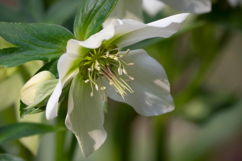 Hellebore adding a splash of spring colour to Howick Hall gardens. Picture: Jane Coltman