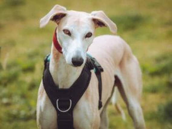 Scooby is looking for a home.