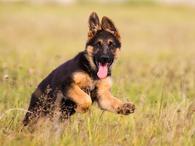 German Shepherds are a popular choice for many households in the UK, taking the sixth spot in the list