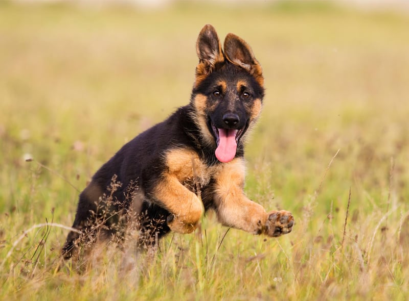 German Shepherds are a popular choice for many households in the UK, taking the sixth spot in the list