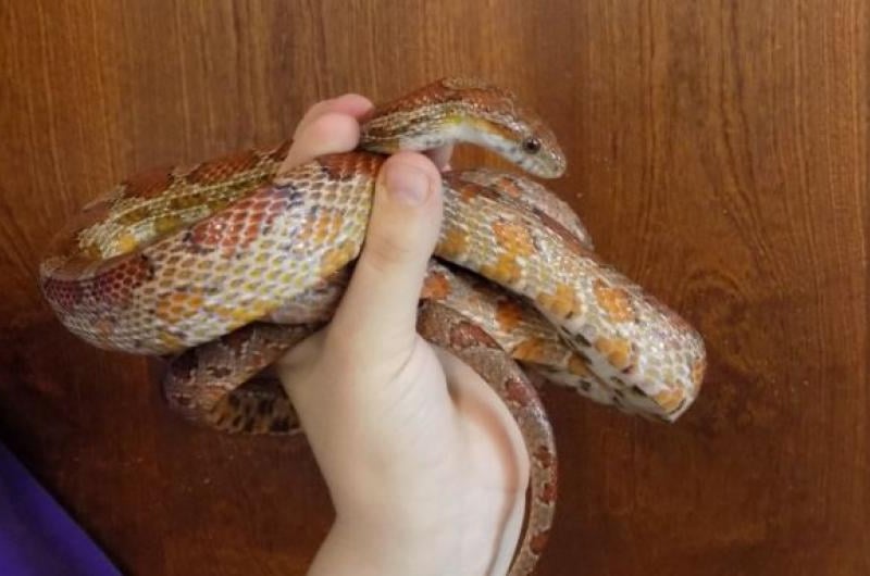 Rikki the cornsnake is getting back to full strength after first arriving at the centre with some sores on his body, however, with TLC he is getting back to his normal self. Rikki will need a confident owner with good knowledge and understanding of the care he needs.