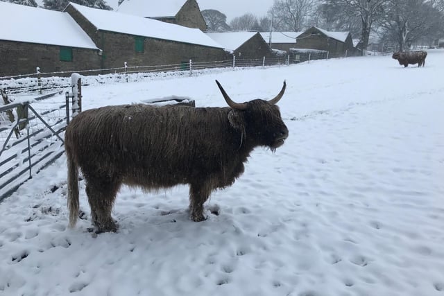 Whirlow Highland cattle in the snow by Pat Hutchinson