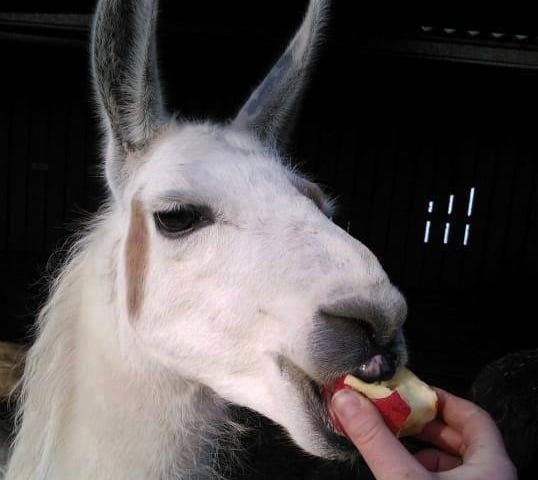 Forest Row offers a grand selection of attractions for visitors, such as The Llama Park, which is home to llamas, alpacas, reindeer and more, the Ashdown Gallery and the Forest Row Market.