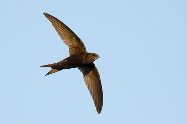 Swifts are one of the earliest migrants to head south and have mostly gone by the end of August.