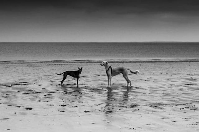 Two four-legged friends enjoying a day out on Portobello Beach, as caught by Paul Beech.