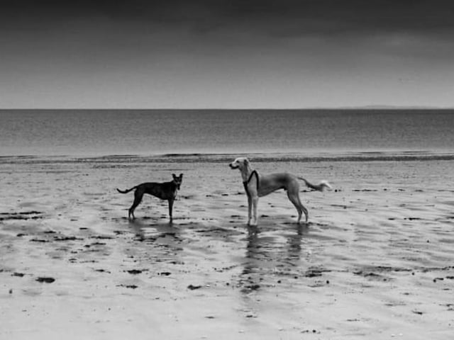 Two four-legged friends enjoying a day out on Portobello Beach, as caught by Paul Beech.