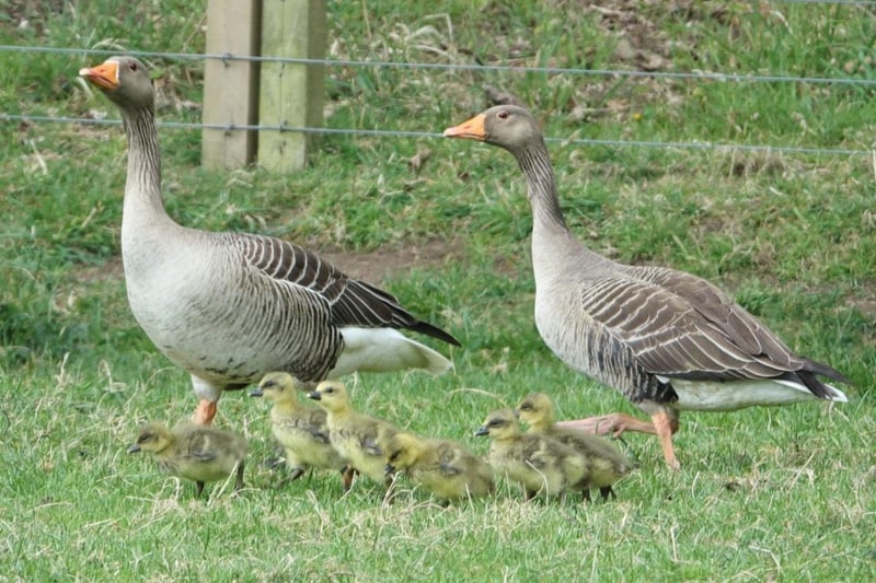 This picture of a family of geese in Loch Leven was taken by Angela Pearson.