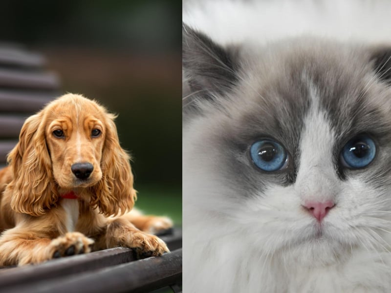 Average insurance cost: Cocker Spaniel: £210.42. Ragdoll: £116.93