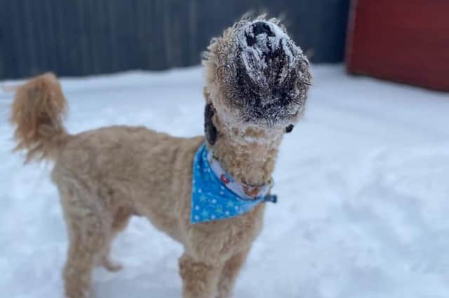 Dogs love to explore in the snow. (Picture: Byan Rattray)