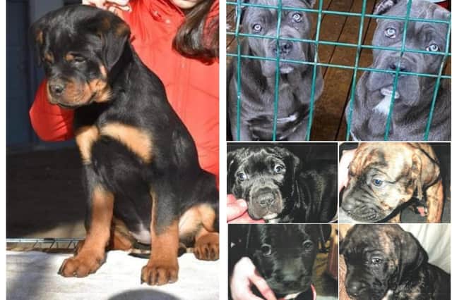 A number of dogs have been stolen in South Yorkshire recently