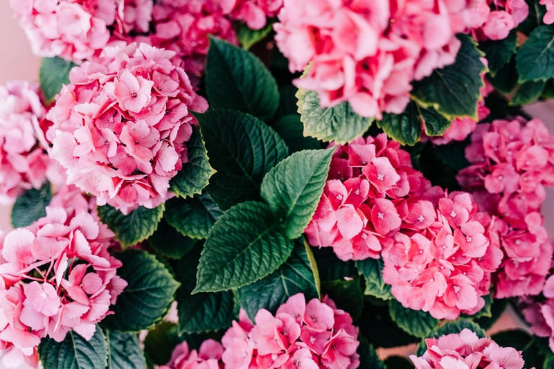 Hydrangeas symbolise emotion and understanding making them an ideal gift for a Pisces, considered to be the most empathetic and compassionate sign of the zodiac. The intricate petals will also appeal to their creative side!