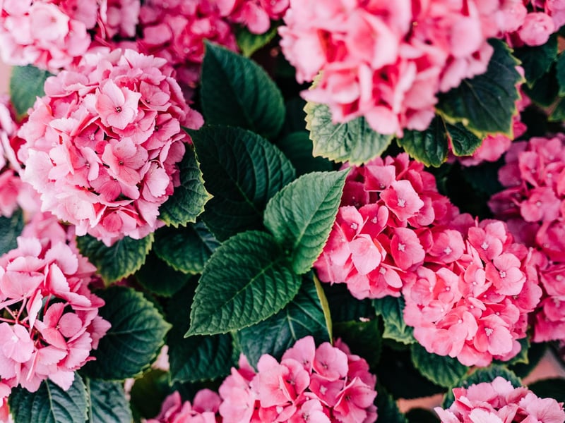 Hydrangeas symbolise emotion and understanding making them an ideal gift for a Pisces, considered to be the most empathetic and compassionate sign of the zodiac. The intricate petals will also appeal to their creative side!