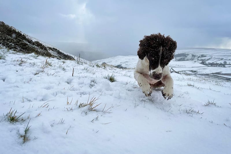 Springer spaniel Chester plays in snow on Mam Tor, near Castleton. Rod Kirkpatrick/F Stop Press.