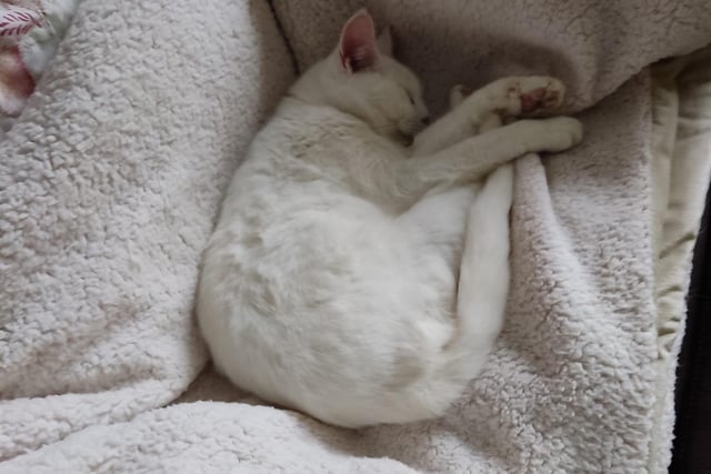 Molly the white cat is curled up in a heated blanket. Shared by Dianne Phillip.