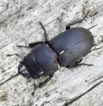 Lesser stag beetle taken by Nell Dixon