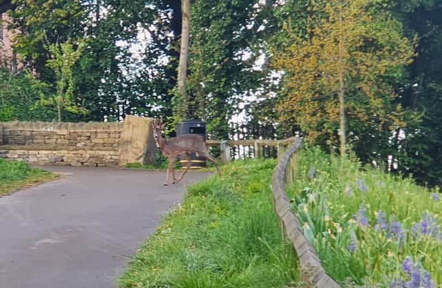 The deer pictured near Sheffield train station.
