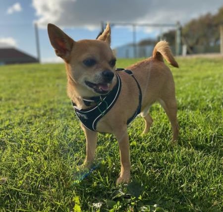 Meet Prince, a five years and 11 months old male Chihuahua, looking for an adult only home. He can be quite worried around people, especially men, and would be looking for a minimal visitor load, as people coming in and out of his home can be very scary for him.
Prince  is looking to be the only pet in the home. He could be left for around 2-4 hours once settled in. He loves walks in quiet areas, rather than being worried about too many people and dogs.To find out more about the home Prince is looking for please visit https://www.jerrygreendogs.org.uk/adopt-a-dog