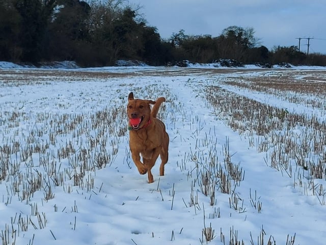 This dog is jumping for joy. Taken by Jackie Newton in Skellbrook.