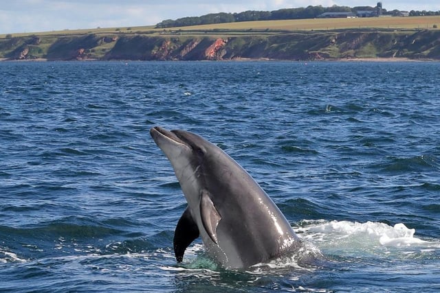 Although only six seperate sightings were recorded off the coast of Seaham in County Durham, a total of 76 dolphins were spotted, giving an average pod size per sighting of 13.
