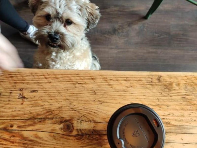 "Tashie comes everyday to do the rounds and check if there is any new crumbs on the floor" says the people at Hata. They offer treats and water.
5 Rodney Street, www.facebook.com/Hata.Cafe20/