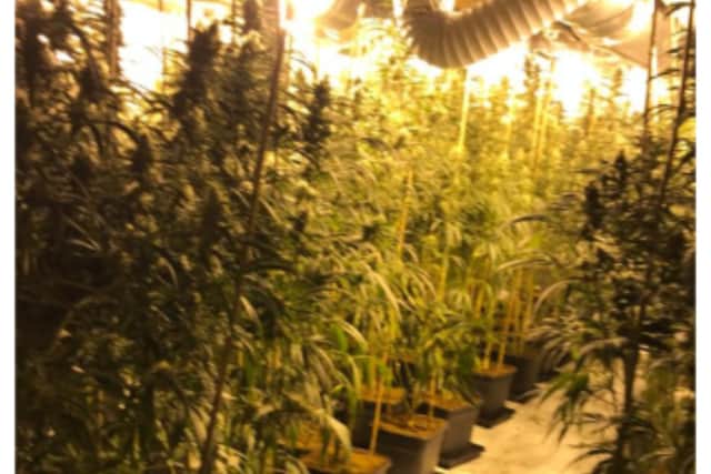 A police investigation into the discovery of a cannabis farm in Sheffield is continuing today