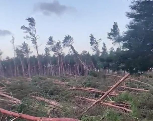 This picture shows the devastation caused by Storm Arwen in East Lothian at the John Muir Country Park in Dunbar. Pine trees lie strewn across the country park ground as high winds from the winter storm brought wreckage across the east of Scotland and other parts of the country. 
John Largue, who posted a video showing the damage on Saturday morning, said: “John Muir country park in Dunbar completely devastated by Storm Arwen.”