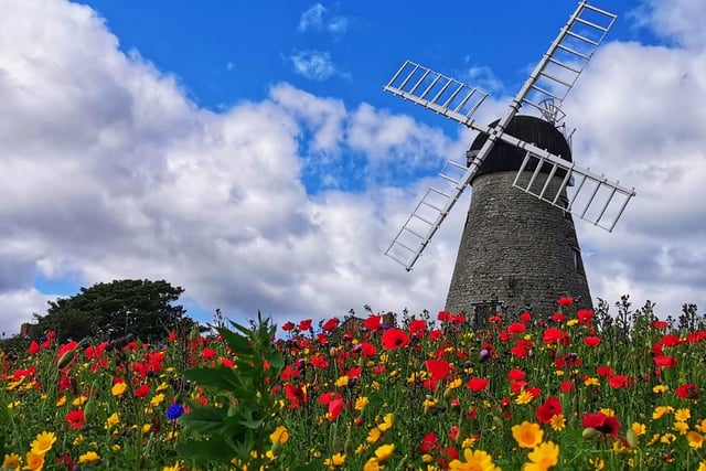 Like a scene from a postcard at Whitburn Windmill.