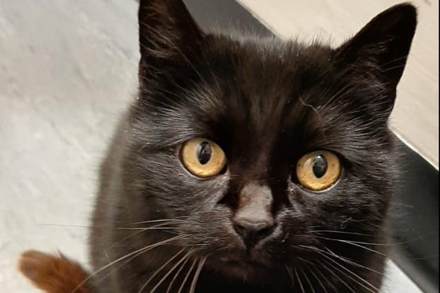 Ten year old female Pudding is a sweet older lady who enjoys snoozing the day away! She is very purry and enjoys a fuss, but will take herself to bed for a nap too.