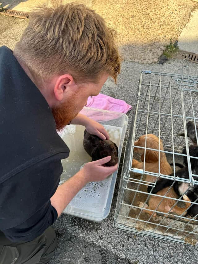 Sanctuary Rescue Thornberry animal sanctuary: Rescue shelter with lots of puppies in ...