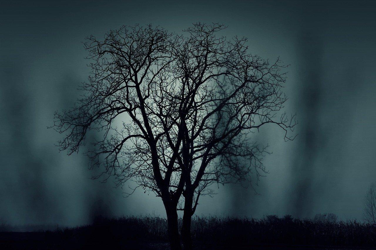 Foggy tree