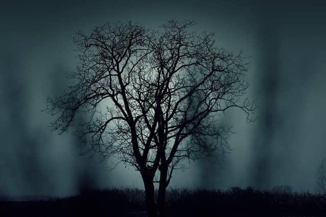 Foggy tree