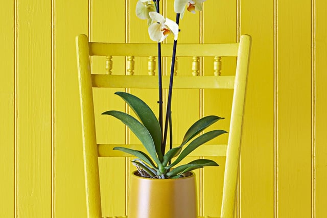 Claire Bishop, houseplant buyer at Dobbies Garden Centres, says: "This is a striking plant that flowers for a long time and is a great centrepiece in the home when planted on groups. A great addition to a room that’s been recently painted or renovated, removing xylene from the air."