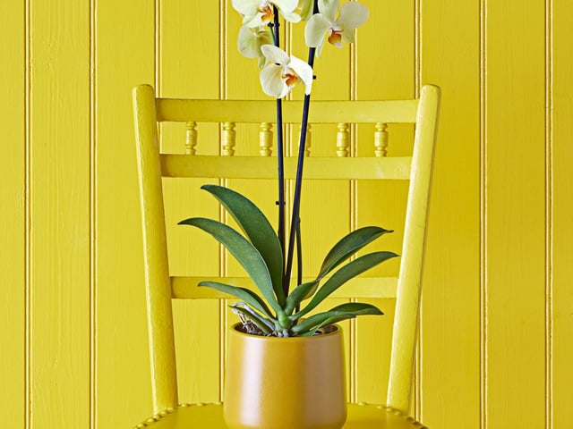 Claire Bishop, houseplant buyer at Dobbies Garden Centres, says: "This is a striking plant that flowers for a long time and is a great centrepiece in the home when planted on groups. A great addition to a room that’s been recently painted or renovated, removing xylene from the air."