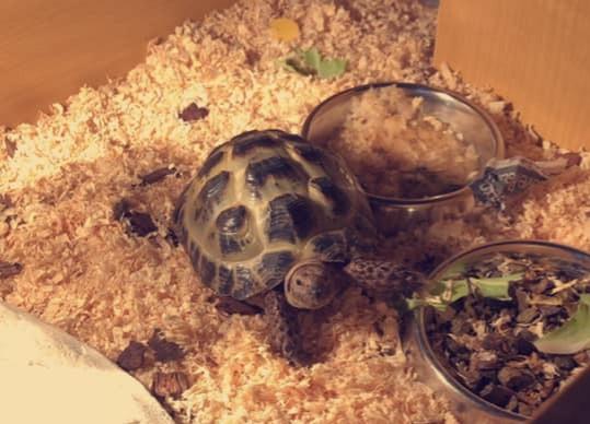 Ellie Robertson sent this photo in of her tortoise called Billy.