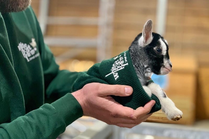One of the many goats which have been born during lockdown, some even live on their Facebook page.