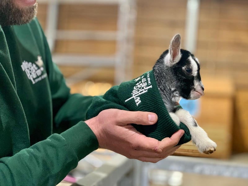 One of the many goats which have been born during lockdown, some even live on their Facebook page.