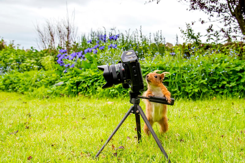 A squirrel gets to grips with the camera tripod.