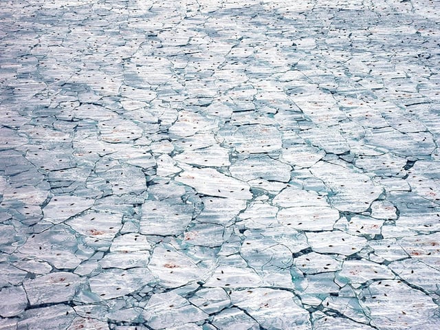 Jennifer Hayes (USA) records harp seals, seal pups and the blood of birth against melting sea ice. Following a storm, it took hours of searching by helicopter to find this fractured sea ice used as a birthing platform by harp seals. ‘It was a pulse of life that took your breath away,’ says Jennifer. Every autumn, harp seals migrate south from the Arctic to their breeding grounds, delaying births until the sea ice forms. Seals depend on the ice, which means that future population numbers are likely to be affected by climate change.