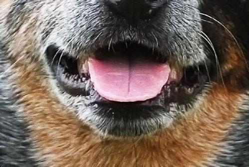 A dog of this breed became the world's oldest pooch when he reached an amazing 29-years-of-age.