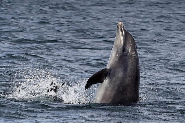 Whitley Bay in North Tyneside is another great spot for dolphin spotters with seven sightings recorded in the past 17 days. A total of 71 dolphins have been spotted across the sightings.