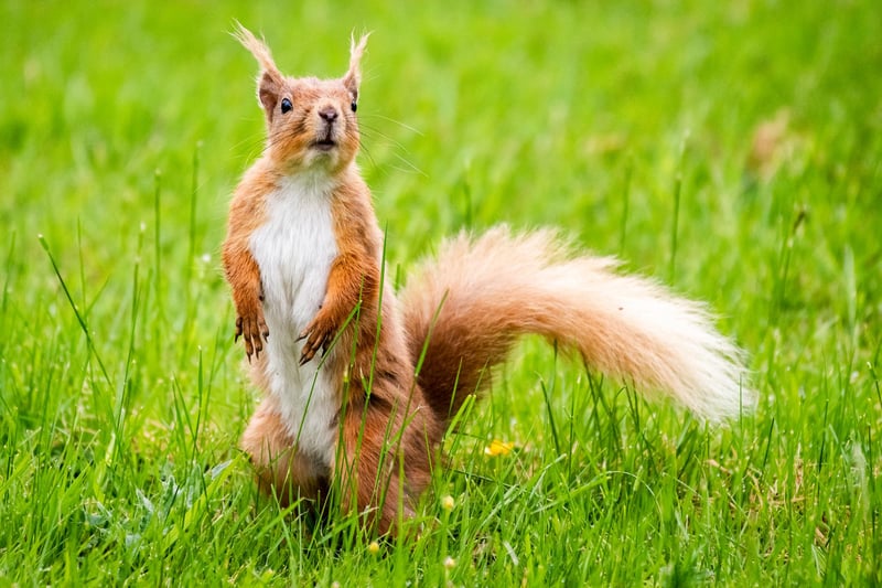 A squirrel stands on his hind legs and looks to be scanning the area for danger (or food!).