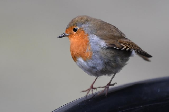 The robin was spotted in 79.2% of gardens in South Yorkshire in 2020.